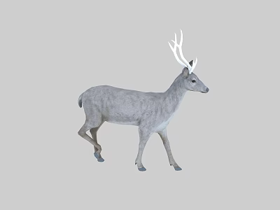 Gray Deer With White Antlers Standing In Neutral Background Posture 3d model
