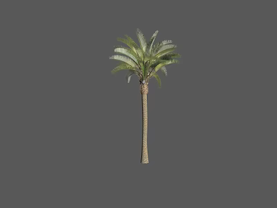 Tall Arbor With Green Leaves And Straight Trunk For Garden Landscaping Decoration 3d model