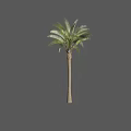 Tall Arbor With Green Leaves And Straight Trunk For Garden Landscaping Decoration