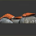 Three Fresh Juicy Lobster Claws Arranged On Natural Stones
