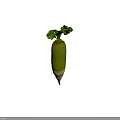 Natural Fresh Green Leafy Radish With White And Green Root Vegetable