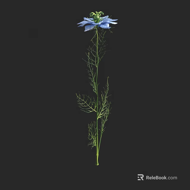 Beautiful Blue Flower With Slender Green Stem And Feathery Leaves Against Black Background 3d model 