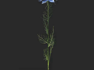 Beautiful Blue Flower With Slender Green Stem And Feathery Leaves Against Black Background 3d model