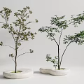 Modern Tree Landscape Tree 3d model
