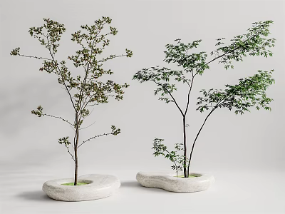Two Green Foliage Arbor Trees With White Stone Pots In Minimalist Indoor Decorative 3d model