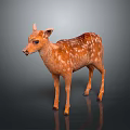 Cute Brown Fawn With White Spots Standing On Gray Background With Reflection
