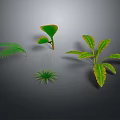 Four Green Plants Fern Yellow Edged Leaves Small Palm Like And Leafy On Dark Background