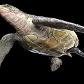 Reptile Sea Turtle With Textured Shell And Flippers Swimming Gracefully