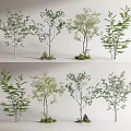 Various Arbor Trees With Green Leaves Different Trunk Shapes And Small Stones 3d model