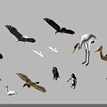 Flying Animals Collection Featuring Cranes Swans Ducks Eagles And More On White Background 3d model