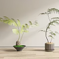 Two Different Bonsai Plants With Green Foliage In Decorative Pots On Wooden Floor