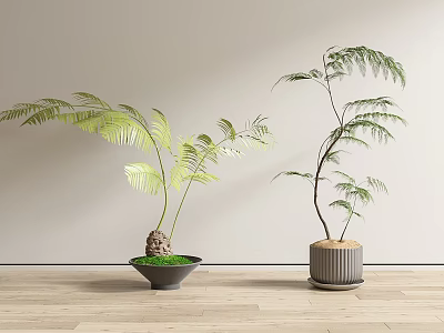 Two Different Bonsai Plants With Green Foliage In Decorative Pots On Wooden Floor 3d model
