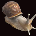 Reptile Snail Featuring Brown Shell And White Body On Black Background