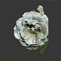 Single Blooming White Rose With Green Leaves On Dark Background