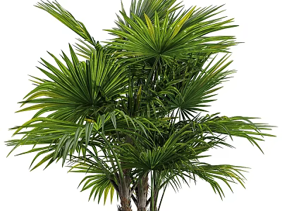 Tropical Evergreen Palm Tree With Lush Green Fronds And Clustered Trunks 3d model