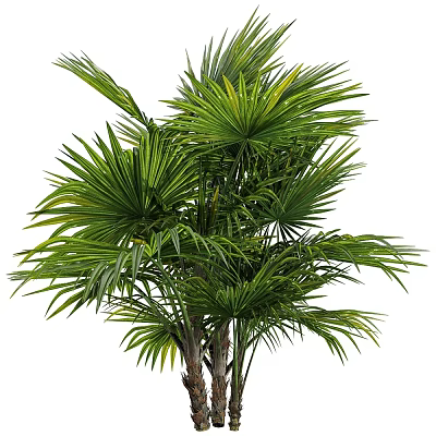 Tropical Evergreen Palm Tree With Lush Green Fronds And Clustered Trunks 3d model