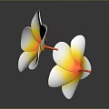 Two Beautiful Plumeria Flowers With White Petals And Yellow Center On Gray Background With Reflection
