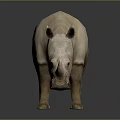 Gray Rhinoceros Standing on Dark Background with Shiny Reflective Surface 3d model