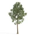 The Modern Tree 3d model