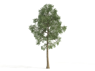 The Modern Tree 3d model