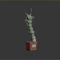 Red Potted Cactus Plant With Green Segmented Stems And Sharp Spines On Dark Background