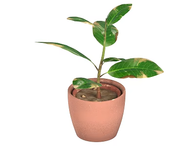 Bonsai Potted Plant With Variegated Green Yellow Leaves In Terracotta Pot 3d model