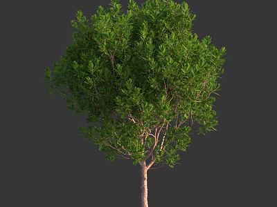 Lush Green Arbor Tree with Dense Foliage and Brown Trunk 3d model
