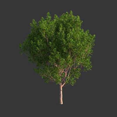 Lush Green Arbor Tree with Dense Foliage and Brown Trunk 3d model