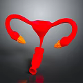 Red Uterus Anatomical Model with Fallopian Tubes and Ovaries for Medical Education