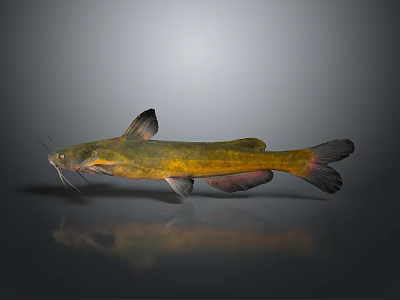 Yellow Green Catfish with Black Fins and Whiskers on Gray Background 3d model