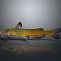 Yellow Green Catfish with Black Fins and Whiskers on Gray Background
