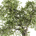 Lush Green Bonsai Plant With Exposed Roots In Black Cylindrical Pot