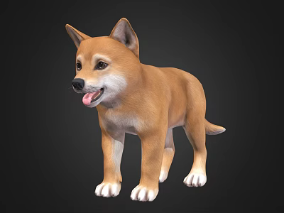 Cute Brown Shiba Inu Standing With Tongue Out On Black Background 3d model