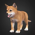 Cute Brown Shiba Inu Standing With Tongue Out On Black Background