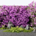 Vines Covered With Purple Flowers Against Wooden Structure With Rocks Fern Plants And Stone Lantern