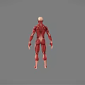 Medical Device Human Muscle Anatomy 3D Model Educational Visualization Tool 3d model