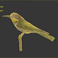 Colorful Bird With Vibrant Green Yellow Brown Feathers Perched On Wooden Branch Against Dark Background