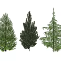 Three Different Types of Green Trees with Varied Foliage and Shapes
