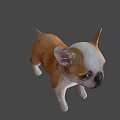 Realistic 3D Model of Brown and White French Bulldog Puppy Standing