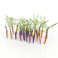 Vibrant Colorful Carrots as Agricultural Crop With Green Tops and Various Hues