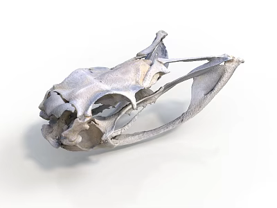 Close Up View Of Detailed Animal Skull Skeletal Structure With Cranial Features 3d model