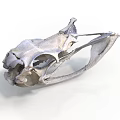 Close Up View Of Detailed Animal Skull Skeletal Structure With Cranial Features