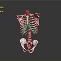 3D Rendered Human Skeleton Model Displaying Rib Cage Spine And Pelvis Anatomical Structure