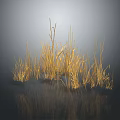 Golden Ornamental Grass Display Against Dark Background With Calm Reflection