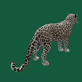 Full Body Spotted Leopard With Detailed Fur Pattern Standing On Green Background 3d model