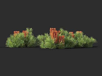 3D Rendered Shrubs With Green Leaves And Orange Flowers On Black Background 3d model
