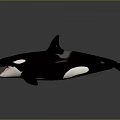 Orca Marine Animal With Black And White Body Open Mouth And Dorsal Fin