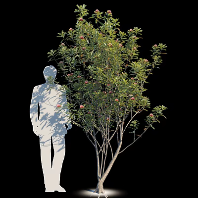 Arbor with Red Flowers and Green Leaves Next to White Silhouette on Black Background 3d model