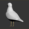 Pigeon Edible Pigeon Play Pigeon Racing Pigeon Military Pigeon Experimental Pigeon Wild Pigeon Rock Pigeon Raw Pigeon 3d model