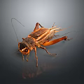 Realistic Brown Cricket With Long Antennae Detailed Wings On Dark Reflective Surface